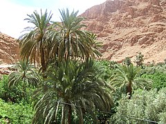Phoenix dactylifera planted in Morocco