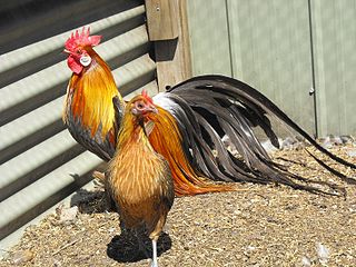 Phoenix chicken German breed of long-tailed chicken