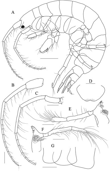 File:Photis posterolobus (10.3897-zookeys.886.38511) Figure 18.jpg