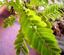 Phyllanthus niruri.jpg