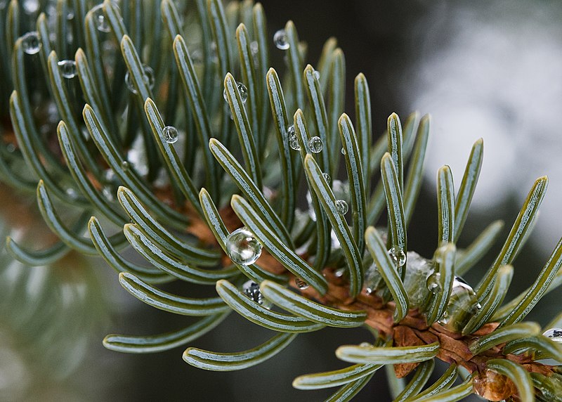 File:Picea glauca (6990917140).jpg