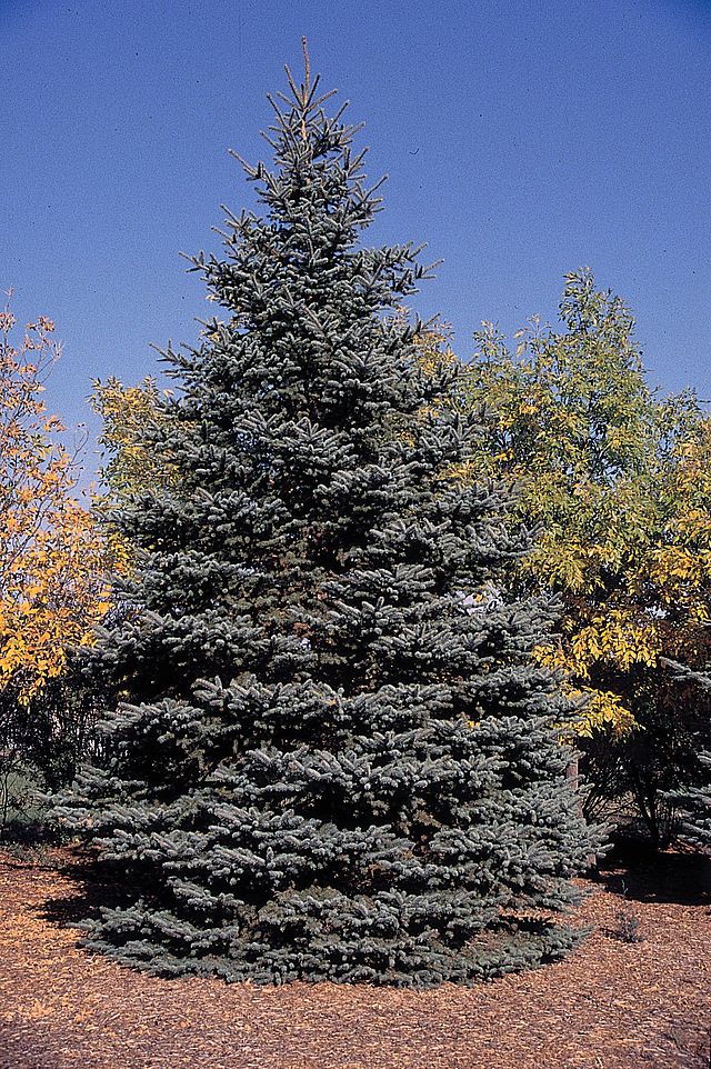 How To Grow Blue Spruce (Picea pungens)