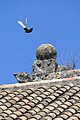 Pigeon Takes Flight from Tiled Rooftop - Cordoba - Spain.jpg