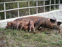 Pigs (149776994).jpg