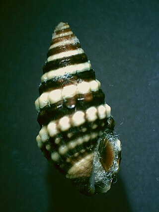 <i>Pilsbryspira nodata</i> Species of gastropod