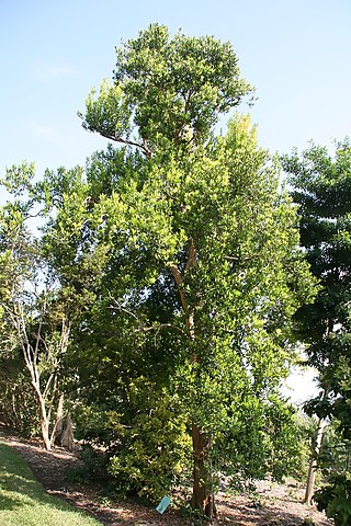 <i>Pimenta racemosa</i> Species of plant