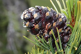 Whitebark pine, Mount Rainier National Park