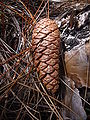 Closed cone, Everglades National Park, Florida