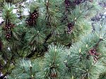 Pinus peuce Sosna rumelijska 2006-05-03 01.jpg
