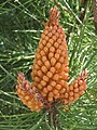 Pinus pinaster male cones