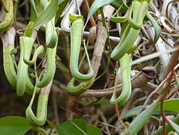 Nepenthes albomarginata, Саравак, Малайзія.