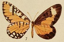 Pl.12-07-Telipna rothioides = Telipna aurivillii Rebel, 1914.JPG