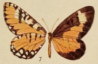 <i>Telipna aurivillii</i> Species of butterfly