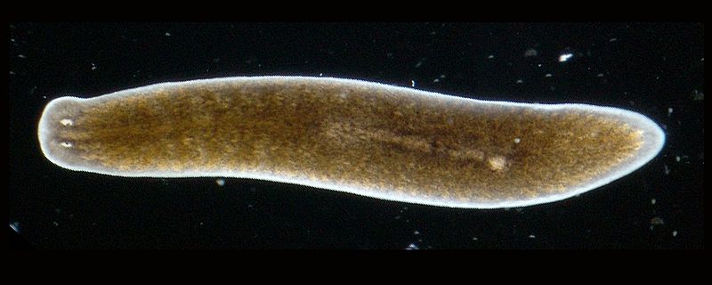 File:Planaria torva.jpg