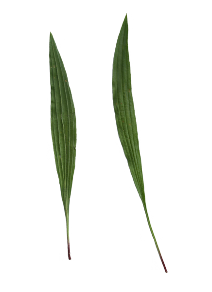 File:Plantago lanceolata leaf front and rear side.png