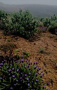 Plantas típicas da região, Lavanda (Lavandula latifólia) e estevas (Cistus ladanifer), revestem os montes da Costa Vicentina numa manhã de neblina de Primavera.jpg
