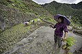 Planting rice in Batad's rice terraces