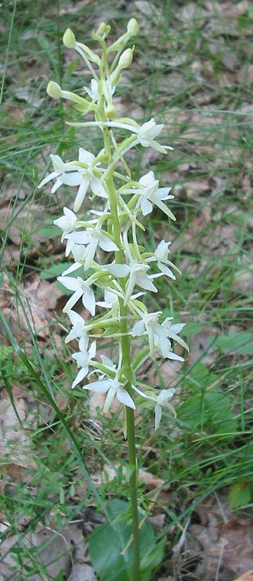 File:Platanthera bifolia bgiu.jpg