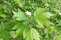 Platanus orientalis in Balkan Botanic Garden of Kroussia, N Greece