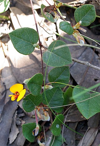 <i>Platylobium montanum</i> Species of legume