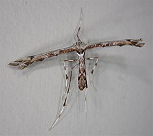 Platyptilia falcatalis.jpg