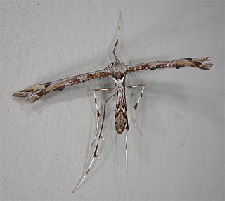 <i>Amblyptilia falcatalis</i> species of insect