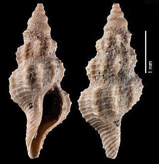 <i>Pleurotomella bateroensis</i> Extinct species of gastropod