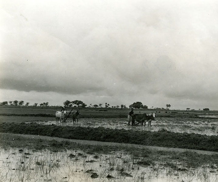 File:Plowing the Rice Fields.jpg