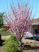 Plum tree in blossom woodvale.jpg