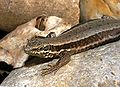 Au contraire, les écailles de Podarcis muralis ne sont pas carénées.