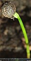 Podocarpus elatus seedling, by Omar Hoftun. IMG 1280.jpg