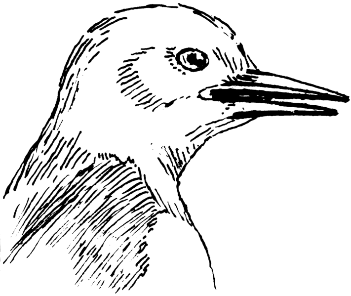 File:Pointed Beak (PSF).png