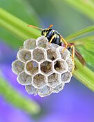 Polistes dominula (Vespidae) Paper wasp