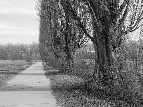 row of poplars near Speyer, Germany