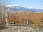 Populus and Salix - multiple coexisting species (5014448433).jpg