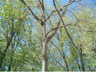Populus deltoides, Eastern Cottonwood.png