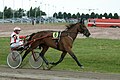 * Nomination: Tapio Perttunen harnessing Vicky Lee Kemp in Pori harness racing track. --kallerna 15:25, 14 December 2011 (UTC) * * Review needed