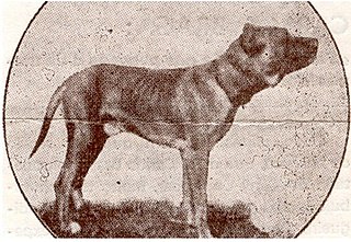 Original Fila Brasileiro - Wikidata