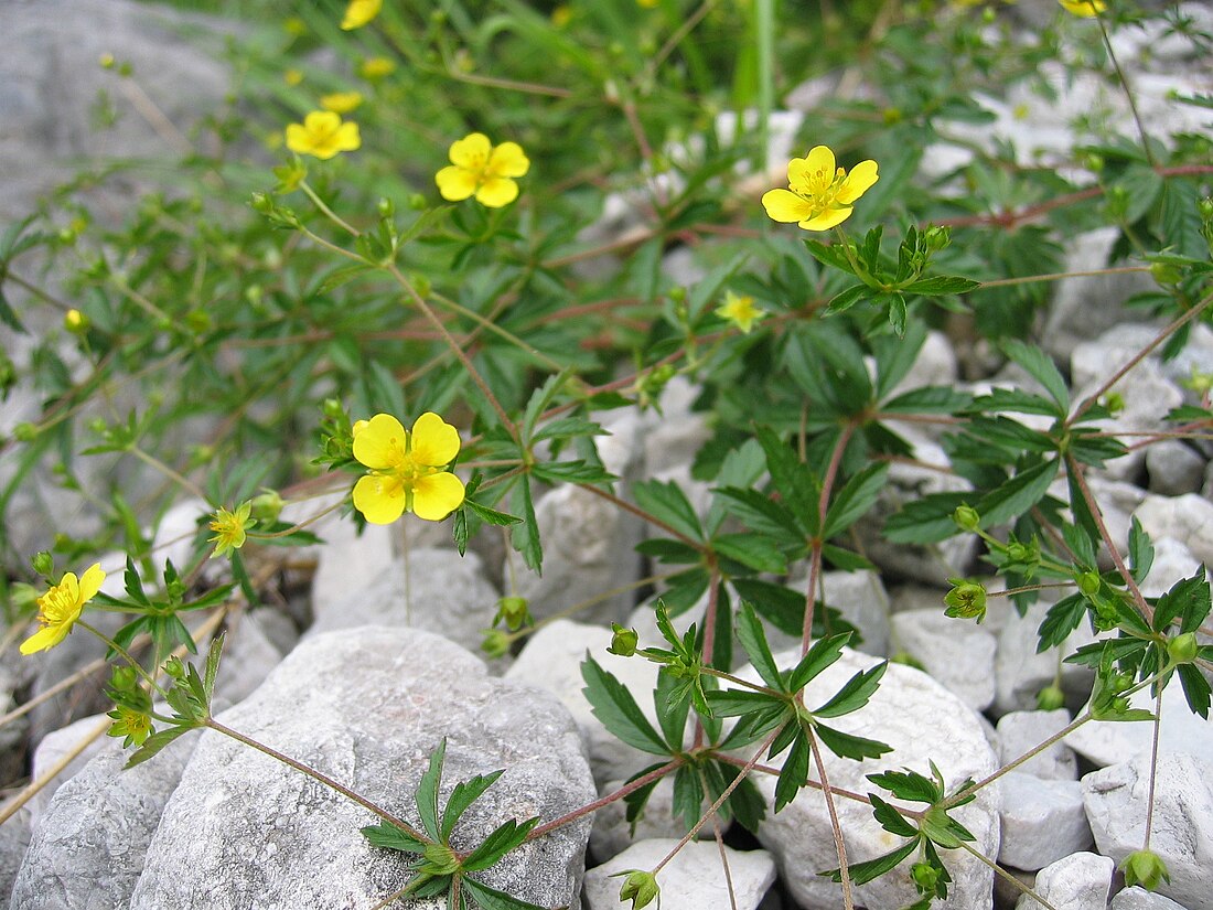 Potentilla erecta