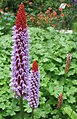 Primula vialii