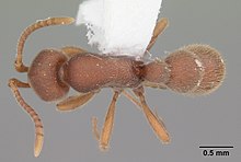 Proceratium pergandei casent0104443 dorsal 1.jpg