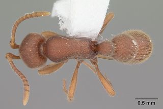 <i>Proceratium pergandei</i> Species of ant