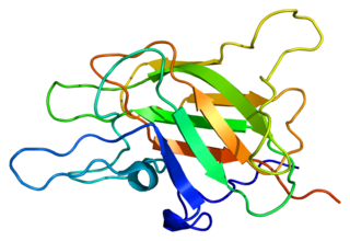 <span class="mw-page-title-main">Factor V</span> Mammalian protein found in humans