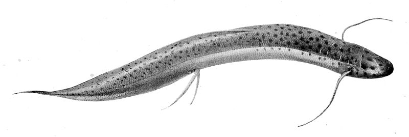 File:Protopterus dolloi Boulenger.jpg