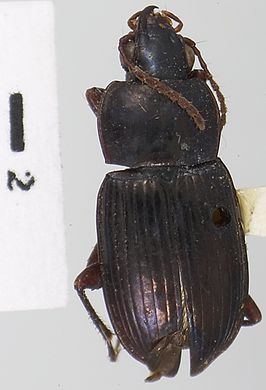 Pseudabarys mexicanus