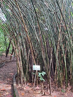 <i>Pseudoxytenanthera</i> Genus of grasses