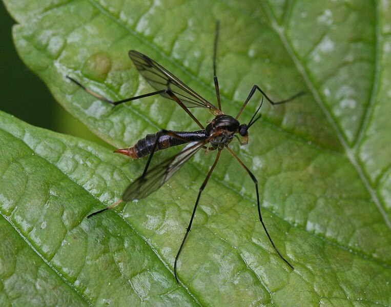 File:Ptychoptera sp. female (a phantom crane fly) - Flickr - S. Rae.jpg