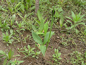 Threefold pine tree (Pinellia ternata)