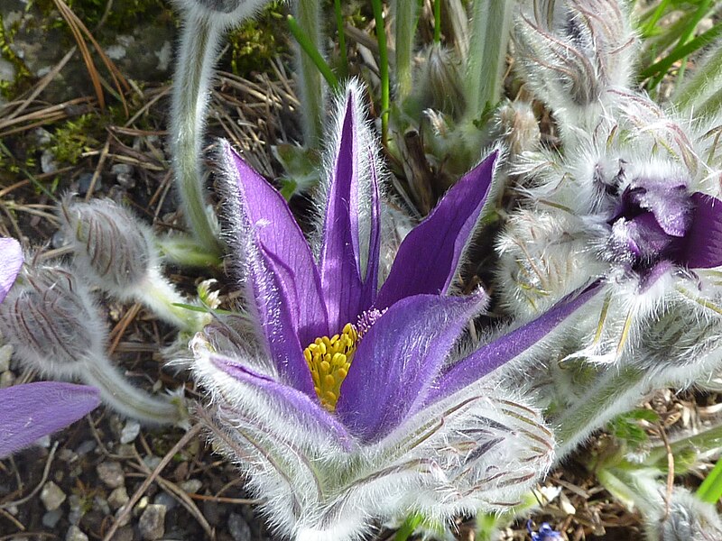 File:Pulsatilla halleri (Ranunculaceae) flower 2.jpg