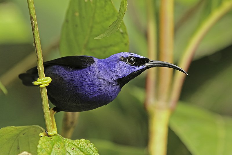 File:Purple honey creeper (Cyanerpes caeruleus longirostris) male.jpg